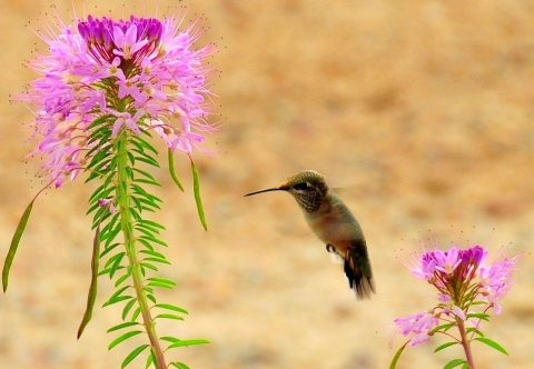 A small tan, black and red bird hovering next to a tall, slender plant with green stem and leaves and purple petals