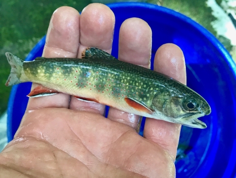 Southern Appalachian Brook trout displayed in a hand hovering over a blue 5 gallon bucket
