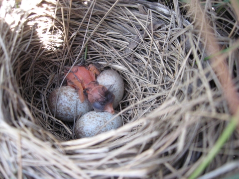 A saltmarsh sparrow nest with eggs and a newborn chick. 