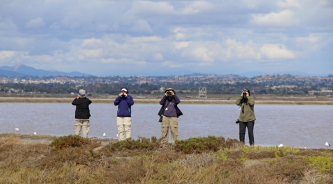 Four people stand on levee while using binoculars to watch birds.