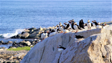 Atlantic Puffins loafing on Matinicus Rock