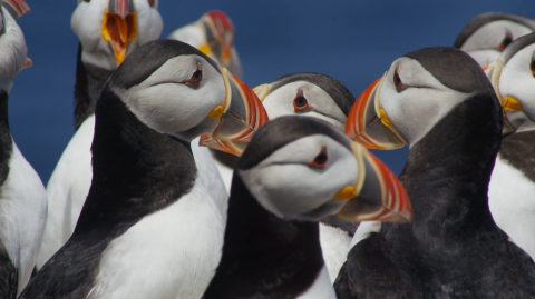 Atlantic Puffins 