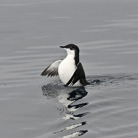 Scripps’s murrelet. 
