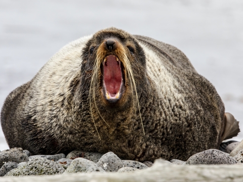 A large, lump seal lying on a rocky beach yawning a big, yawn or yelping. It's hard to tell which.