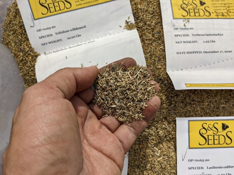 A hand holding a pile of seeds