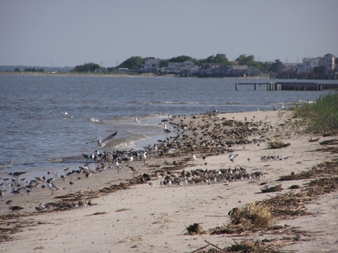 Shorebirds crowding a beach