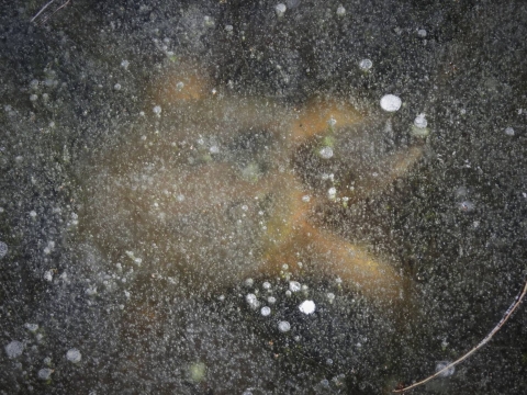 The faint outline of a turtle under a layer of ice.