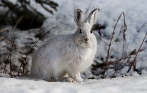 An all white hare stands alert in a winter scene