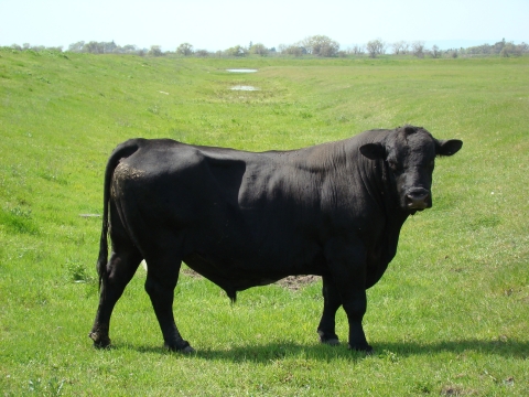 Cattle grazing at Stone Lakes National Wildlife Refuge
