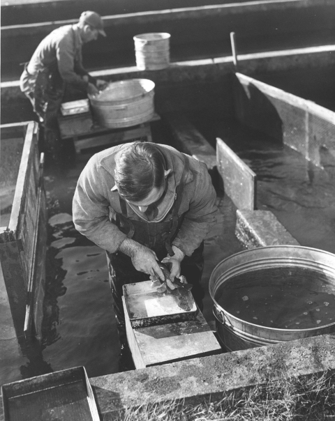 A 1940's photograph of 2 men dressed in waders, each leaned over a receptacle spawning fish.