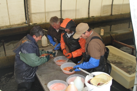 4 USFWS employees dressed in waders standing over a table, each holding an adult fish over a bowl. 