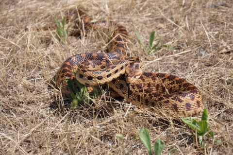 Gopher snake in dry grass at Stone Lakes National Wildlife Refuge