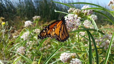 Western monarch on milkweed at Stone Lakes National Wildlife Refuge