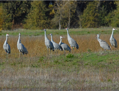 Sandhill cranes in wetland at Stone Lakes National Wildlife Refuge