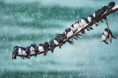 Swallows line up side by side, perched on a tree branch in the snow.