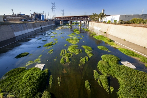 L.A. river with water and patches of green vegetation.
