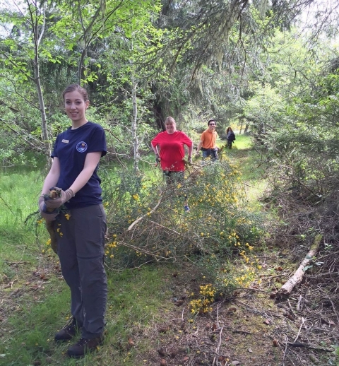 Employees from The North Face’s Lincoln City store clear Scotch broom, an invasive plant, from Siletz Bay National Wildlife Refuge