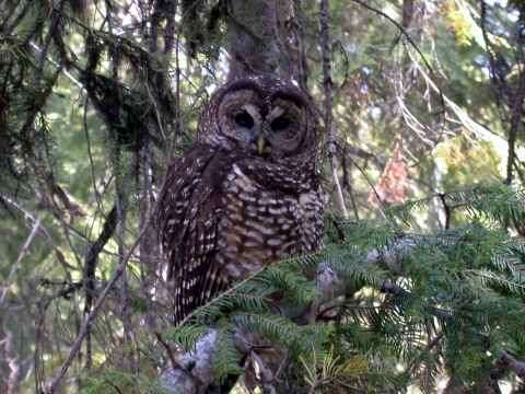 Northern Spotted Owl