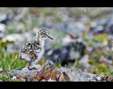 a spotted fluffy chick