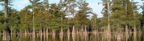 Several dozen swamp cedar trees in a forested Arkansas wetland