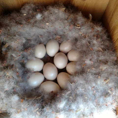 A nest made of feathers inside of a Wood Duck box with eleven eggs.
