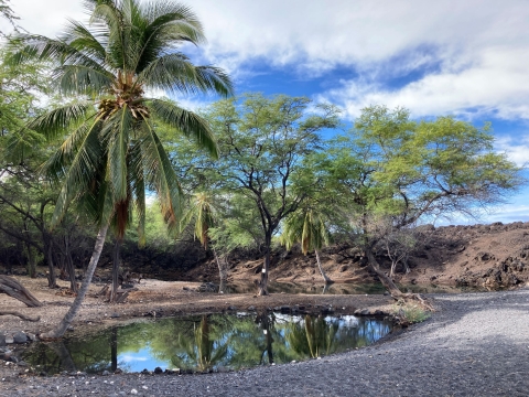 Palm trees are reflected in a pool of water surrounded by black sands. 