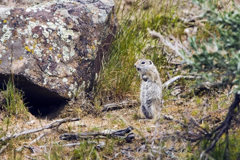 Washington Ground Squirrel