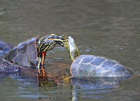 Two turtles standing in shallow water, with one turtle appearing to bop the other on the head with one of its front legs