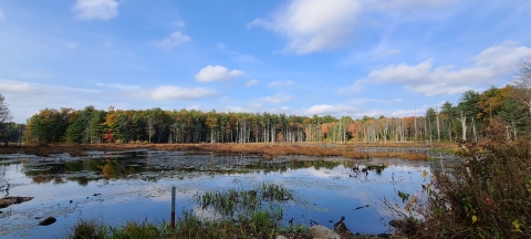 Wetland as seen from Winterberry Way Trail with blue sky and clouds