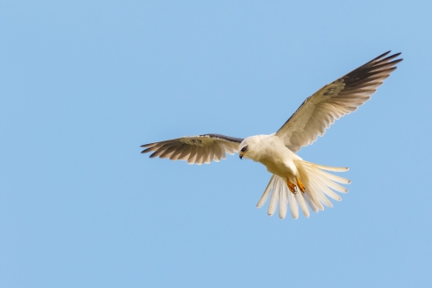 White-tailed kite flying high.