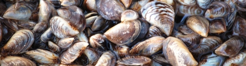 A couple dozen mussels with brown-black-and-white-striped shell together on the ground