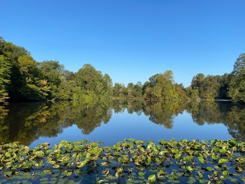 Pond with trees and lily pads. The water is perfectly still, creating a mirror image of the trees lining its banks.