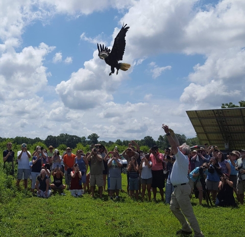 Releasing a bald eagle