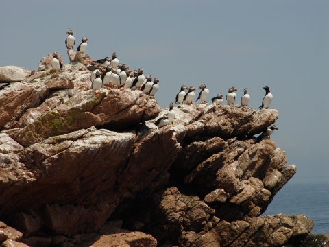 Atlantic Puffin and Razorbills 