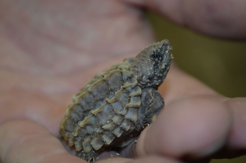 A small baby turtle with a spiky shell is held in a hand. It fits easily on a couple of fingers. 