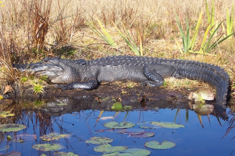 An American alligator, with a powerful scaled body and a long tail, lies on a mudbank at Okefenokee National Wildlife Refuge in Florida and Georgia.