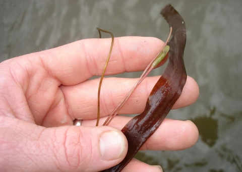 A hand holding a small piece of american eelgrass