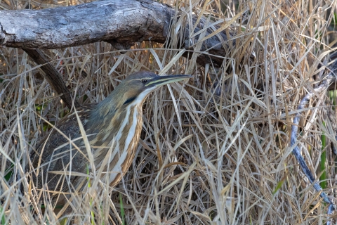 A slender bird called an American bittern blends into its surroundings at Okefenokee National Wildlife Refuge in Georgia and Florida. 