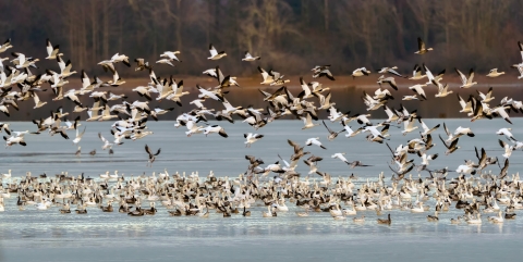 Snow Geese