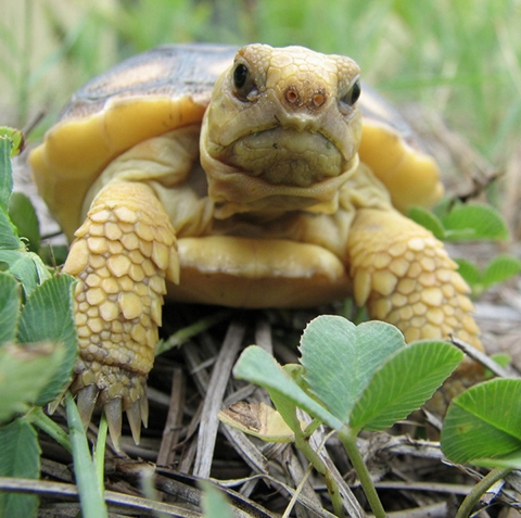 A baby tortoise perches in grass and looks at the camera. 