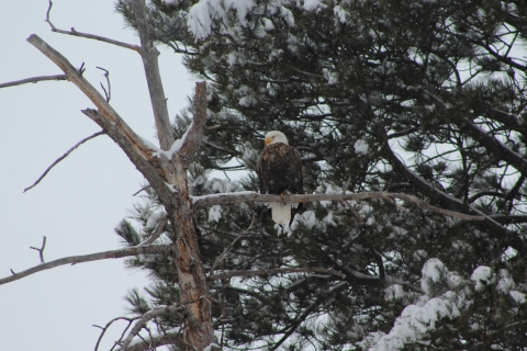A bald eagle sitting on a branch with snow around. 