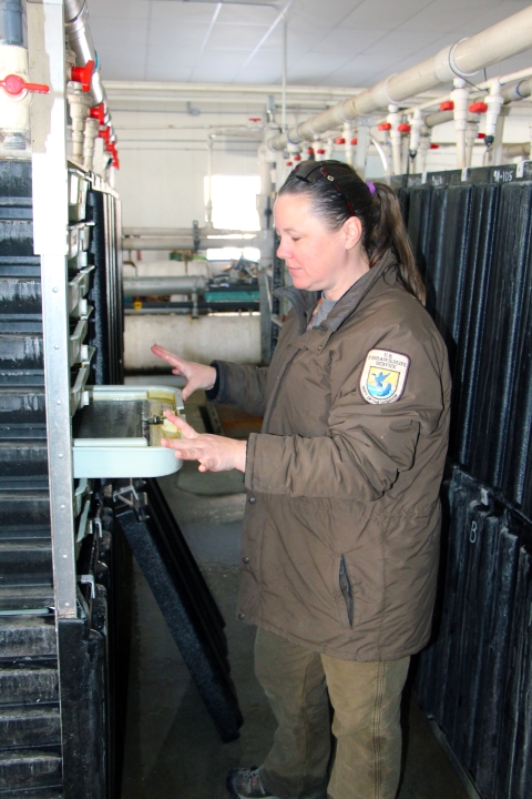 A uniformed Service employee in jacket and ponytail checks incubation trays in the hatchery's nursery.