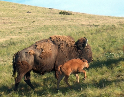 A large brown shaggy bison cow and her smaller, lighter-colored calf in spring at the National Bison Range in Montana.