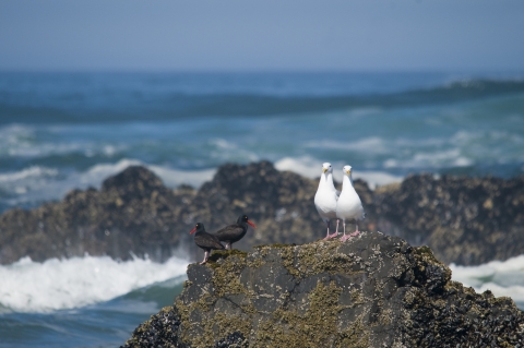 Two black birds (black oystercatchers) and two white birds (Western gulls) sit on rocks near coast as waves roll around them at Oregon Islands National Wildlife Refuge.