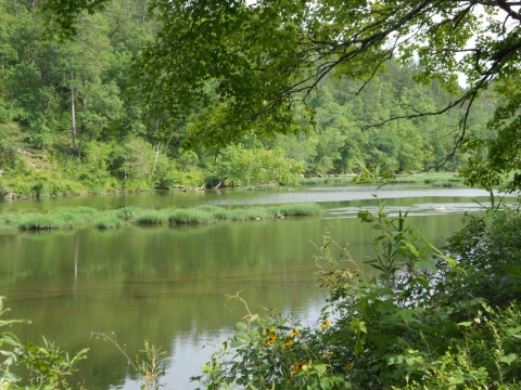 An image of Cahaba River with green vegetation and wildflowers on the shore. 