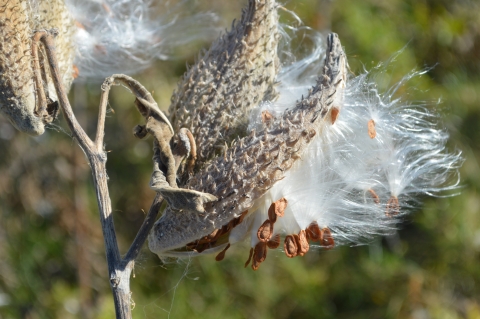 Common milkweed seed pods releasing seeds