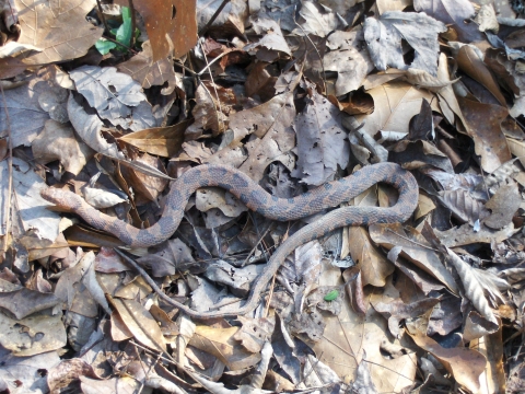 A snake laying in crispy brown leaves.