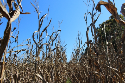 Dried corn stalks in a field with a clear blue sky in the background.