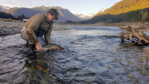 A man in a coat and waders kneels in a river to release a bull trout , with snow-touched mountains in the background.
