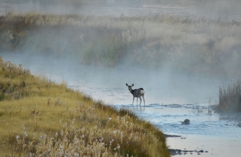 A mule deer browses at first light along the Green River, with mist rising, at Seedskadee National Wildlife Refuge in Wyoming. 